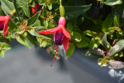 Angel Earrings Dainty Fuchsia (Fuchsia 'Angel Earrings Dainty') at Lakeshore Garden Centres