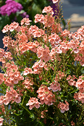 Sundiascia Upright Peach Twinspur (Diascia 'Sunjodi 045') at Lakeshore Garden Centres