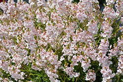 Sundiascia Upright Blush White Twinspur (Diascia 'Sundiascia Upright Blush White') at Lakeshore Garden Centres