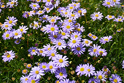 Surdaisy Mauve Swan River Daisy (Brachyscome 'Surdaisy Mauve') at Lakeshore Garden Centres