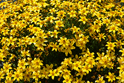 Beedance Yellow Bidens (Bidens 'Beedance Yellow') at Lakeshore Garden Centres