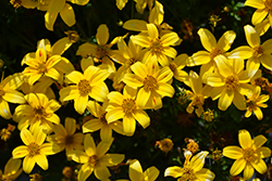 Beedance Yellow Bidens (Bidens 'Beedance Yellow') at Lakeshore Garden Centres