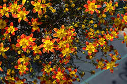 Beedance Painted Red Bidens (Bidens 'Beedance Painted Red') at Lakeshore Garden Centres