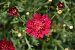 Madeira Crested Merlot Marguerite Daisy (Argyranthemum frutescens 'Bonmadmerlo') at Lakeshore Garden Centres