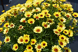 Grandaisy Yellow Daisy (Argyranthemum 'Grandaisy Yellow') at Lakeshore Garden Centres