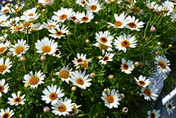 Grandaisy White Daisy (Argyranthemum 'Grandaisy White') at Lakeshore Garden Centres