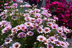 Grandaisy Pink Halo Daisy (Argyranthemum 'Grandaisy Pink Halo') at Lakeshore Garden Centres