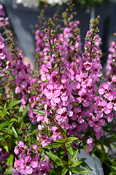 Sungelonia Deep Pink Angelonia (Angelonia angustifolia 'Sungelonia Deep Pink') at Lakeshore Garden Centres