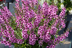 Sungelonia Deep Pink Angelonia (Angelonia angustifolia 'Sungelonia Deep Pink') at Lakeshore Garden Centres