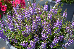 Sungelonia Blue Angelonia (Angelonia angustifolia 'Sungelonia Blue') at Lakeshore Garden Centres