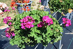 Calliope Medium Deep Rose Geranium (Pelargonium 'Calliope Medium Deep Rose') at Lakeshore Garden Centres