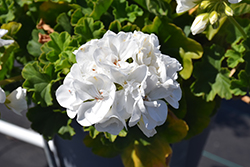 Calliope Large White Geranium (Pelargonium 'Calliope Large White') at Lakeshore Garden Centres