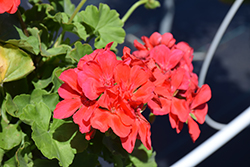 Calliope Large Orange Splash Geranium (Pelargonium 'Calliope Large Orange Splash') at Lakeshore Garden Centres