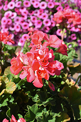 Calliope Bright Salmon Geranium (Pelargonium 'Calliope Bright Salmon') at Lakeshore Garden Centres