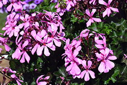 Caldera Pink Geranium (Pelargonium 'Caldera Pink') at Lakeshore Garden Centres