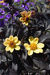 Happy Days Yellow Dahlia (Dahlia 'Happy Days Yellow') at Lakeshore Garden Centres