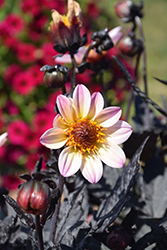Happy Days White Dahlia (Dahlia 'HDW79') at Lakeshore Garden Centres