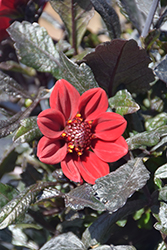 Happy Days Scarlet Dahlia (Dahlia 'HDSC18') at Lakeshore Garden Centres