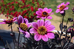 Happy Days Purple Dahlia (Dahlia 'HDPU165') at Lakeshore Garden Centres