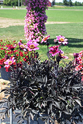 Happy Days Purple Dahlia (Dahlia 'HDPU165') at Lakeshore Garden Centres