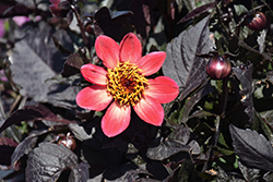 Happy Days Orange Red Bicolor Dahlia (Dahlia 'HDBIC34') at Lakeshore Garden Centres