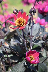 Happy Days Cherry Red Dahlia (Dahlia 'HDCHR23') at Lakeshore Garden Centres