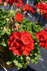 Americana Dark Red Geranium (Pelargonium 'Americana Dark Red') at Lakeshore Garden Centres