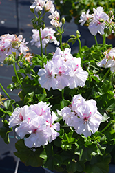 Ivy Leage White Ivy Leaf Geranium (Pelargonium peltatum 'Ivy League White') at Lakeshore Garden Centres