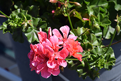 Ivy Leage Salmon Ivy Leaf Geranium (Pelargonium peltatum 'Ivy League Salmon') at Lakeshore Garden Centres