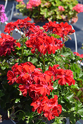 Ivy Leage Red Ivy Leaf Geranium (Pelargonium peltatum 'Ivy League Red') at Lakeshore Garden Centres