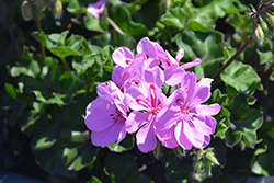 Ivy Leage Light Lavender Ivy Leaf Geranium (Pelargonium peltatum 'Ivy League Light Lavender') at Lakeshore Garden Centres