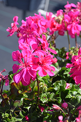 Ivy Leage Deep Pink Ivy Leaf Geranium (Pelargonium peltatum 'Ivy League Deep Pink') at Lakeshore Garden Centres