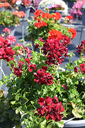 Ivy Leage Burgundy Ivy Leaf Geranium (Pelargonium peltatum 'Ivy League Burgundy') at Lakeshore Garden Centres