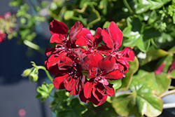 Ivy Leage Burgundy Ivy Leaf Geranium (Pelargonium peltatum 'Ivy League Burgundy') at Lakeshore Garden Centres