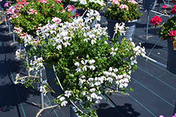 Cascade White Geranium (Pelargonium peltatum 'Cascade White') at Lakeshore Garden Centres