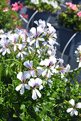 Cascade White Geranium (Pelargonium peltatum 'Cascade White') at Lakeshore Garden Centres