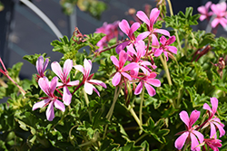 Cascade Lila Compact Geranium (Pelargonium peltatum 'Cascade Lila Compact') at Lakeshore Garden Centres
