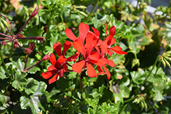 Cascade Dark Red Geranium (Pelargonium peltatum 'Cascade Dark Red') at Lakeshore Garden Centres