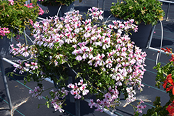 Cascade Appleblossom Geranium (Pelargonium peltatum 'Cascade Appleblossom') at Lakeshore Garden Centres