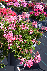 Cascade Acapulco Compact Geranium (Pelargonium peltatum 'Cascade Acapulco Compact') at Lakeshore Garden Centres