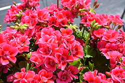 Pretty LIttle Pink Splash Geranium (Pelargonium 'Pretty Little Pink Splash') at Lakeshore Garden Centres
