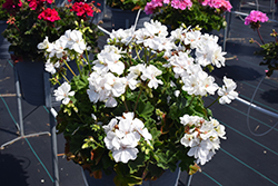 Moxie! White Geranium (Pelargonium 'Moxie! White') at Lakeshore Garden Centres