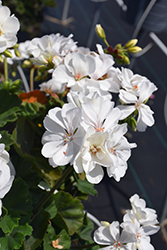 Moxie! White Geranium (Pelargonium 'Moxie! White') at Lakeshore Garden Centres