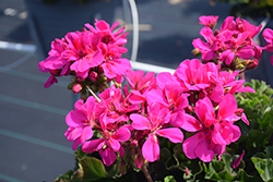 Moxie! Hot Pink Geranium (Pelargonium 'Moxie! Hot Pink') at Lakeshore Garden Centres