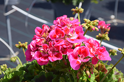Moxie! Deep Rose Mega Splash Geranium (Pelargonium 'Moxie! Deep Rose Mega Splash') at Lakeshore Garden Centres
