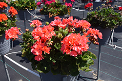 Mojo Salmon Geranium (Pelargonium 'Mojo Salmon') at Lakeshore Garden Centres