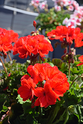 Mojo Hot Cherry Geranium (Pelargonium 'Mojo Hot Cherry') at Lakeshore Garden Centres