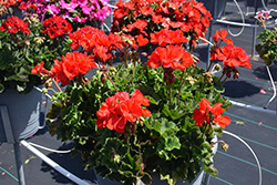 Mojo Hot Cherry Geranium (Pelargonium 'Mojo Hot Cherry') at Lakeshore Garden Centres
