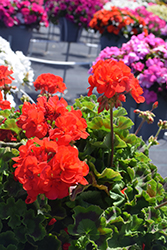 Calliope Medium Scarlet Geranium (Pelargonium 'Calliope Medium Scarlet') at Lakeshore Garden Centres