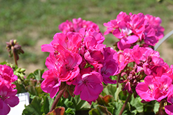 Americana Orchid Geranium (Pelargonium 'Americana Orchid') at Lakeshore Garden Centres